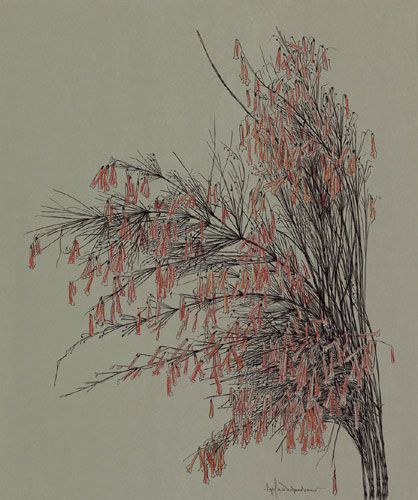 Plants